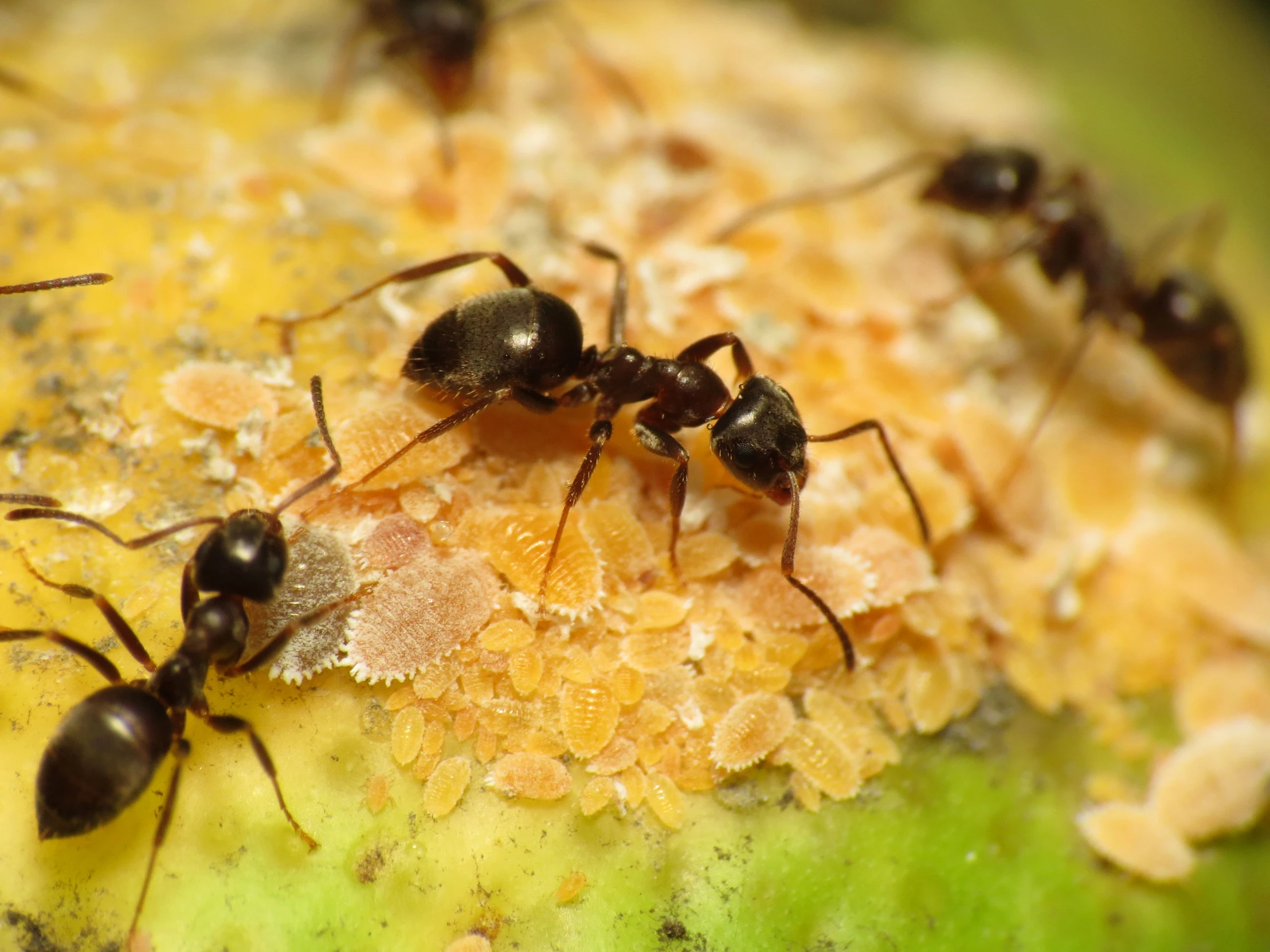 several small black ants sitting on a fruit