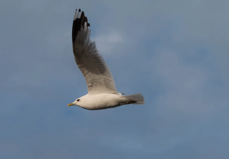 a bird flying in the sky under a cloudy blue sky