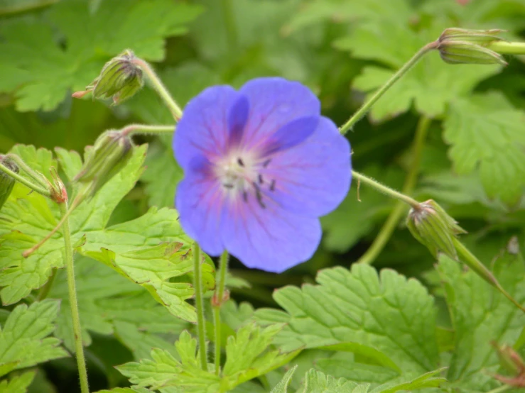 a blue flower with green leaves is surrounded by leaves