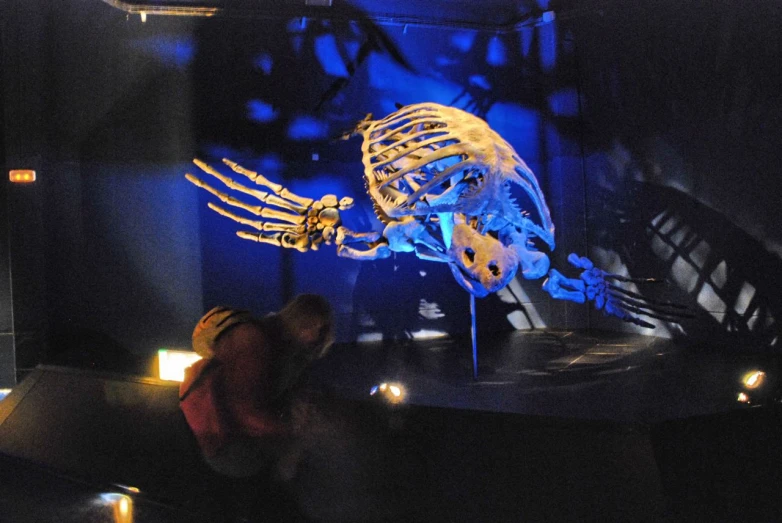 a display case showing a skeleton of a fish