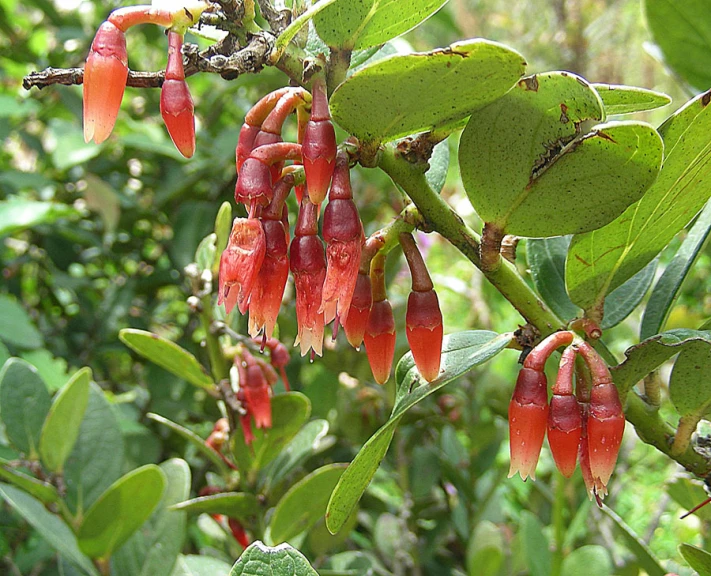 a bunch of flower hanging on to a plant