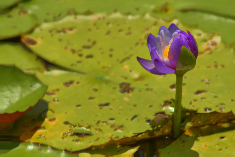 a purple flower sitting on top of a green lily pad