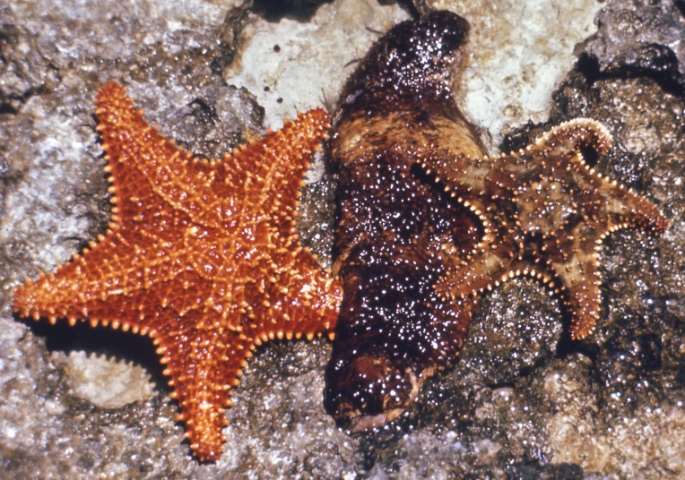 two colorful sea stars on rocks in the water