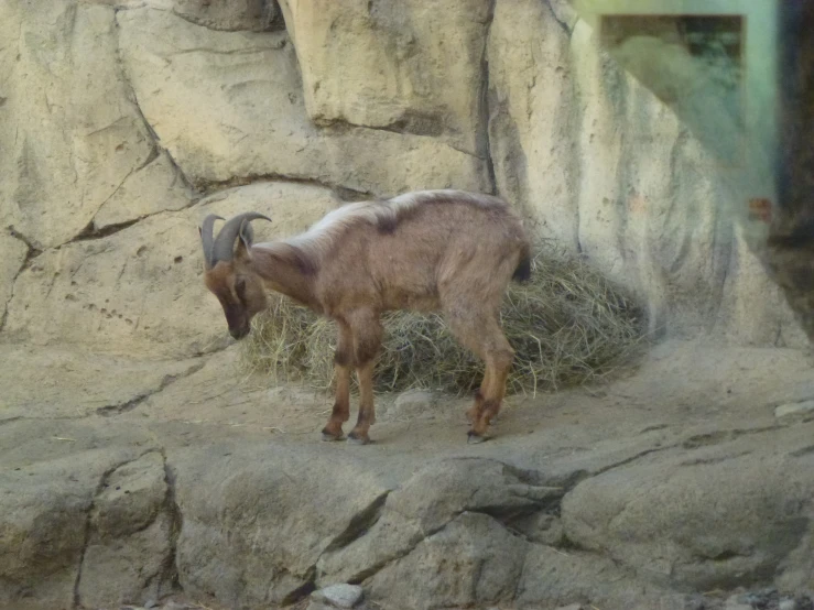 a goat is standing on some rocks in the dirt