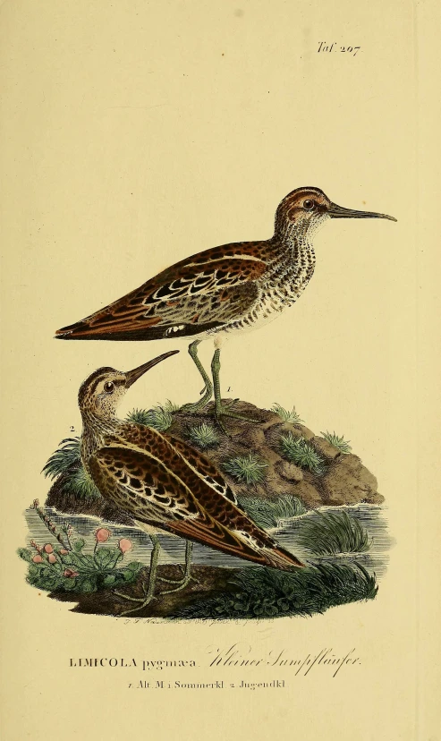 two brown and black birds with long beaks