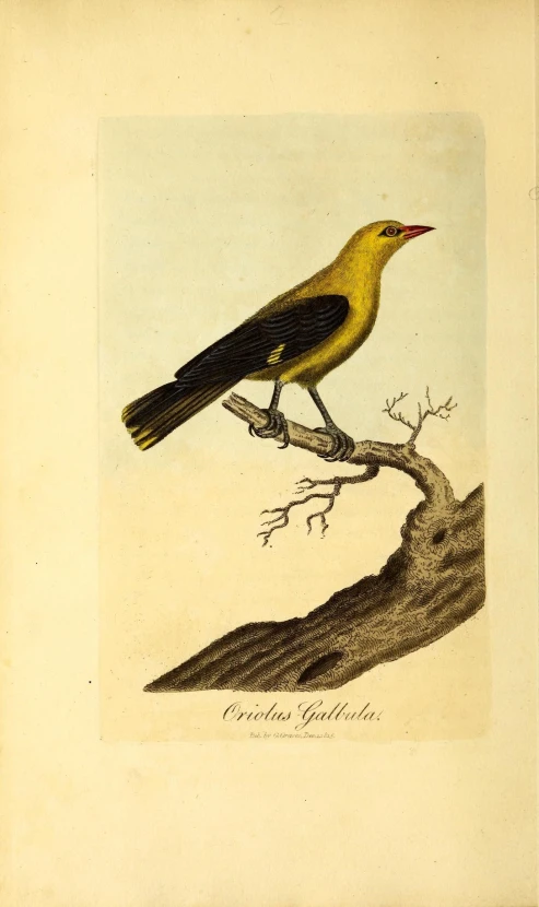 a bird is perched on a nch of a tree