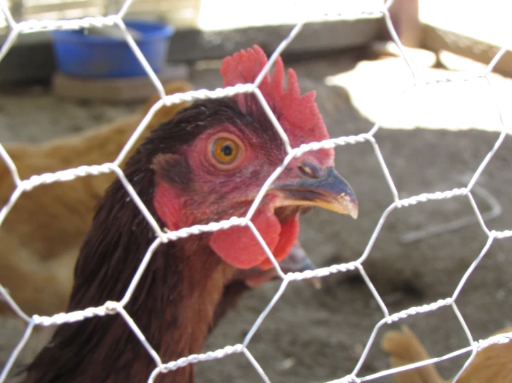 the large rooster is looking through the chicken cage