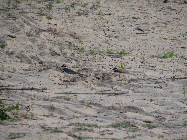 small birds standing in the dirt with green grass