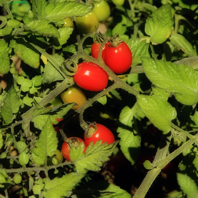 some green leaves and red berries that are growing on