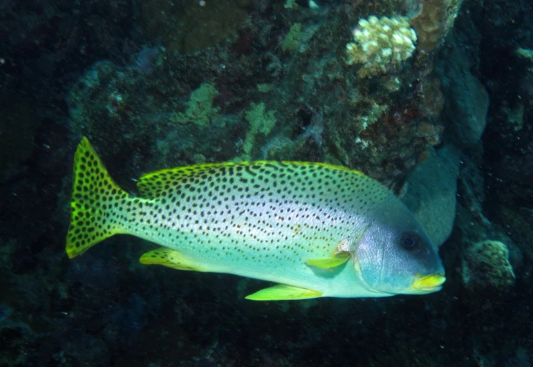 there is a very large blue and yellow fish with dots on it's body