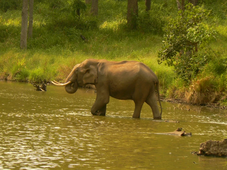 an elephant is standing in the water next to trees