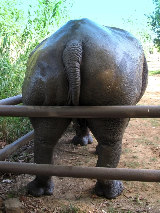 a large elephant standing behind a metal bar