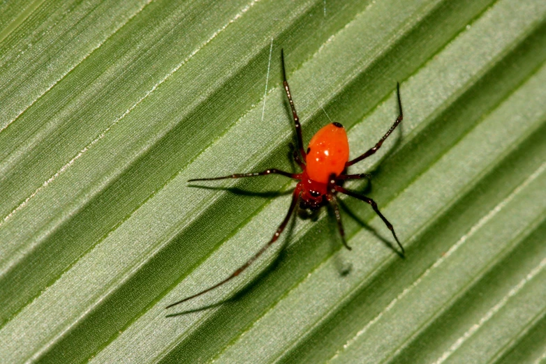 a red spider sitting on a leaf on the outside