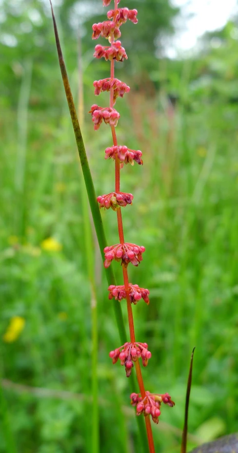 close up of a tall flower on green stems