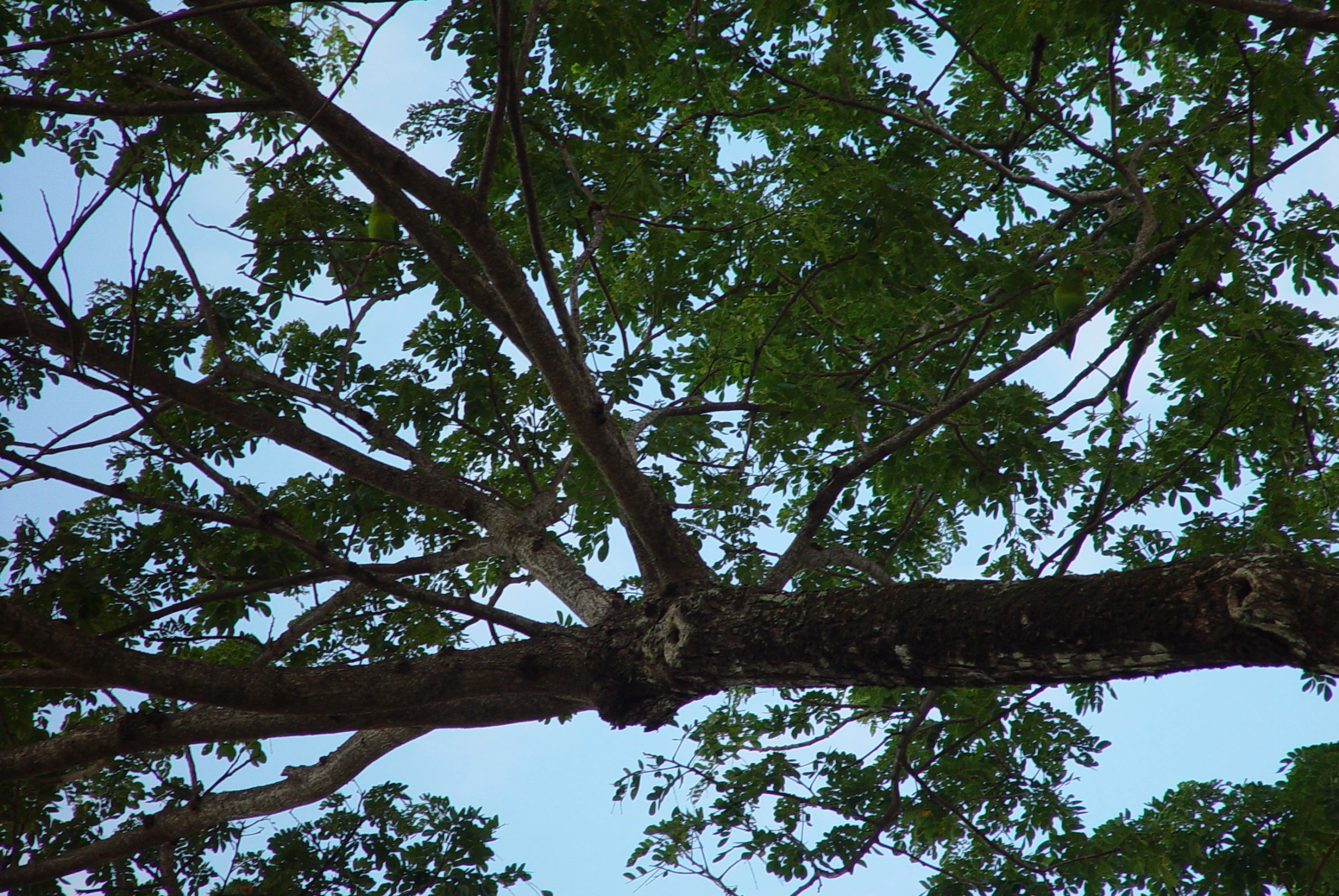 there is a very small owl that is sitting on a tree