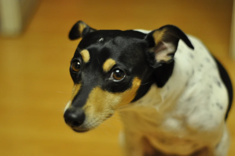 a dog standing on a hard wood floor