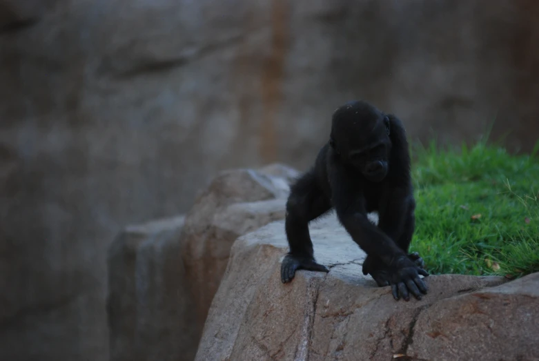 a very cute gorilla walking around by some rocks