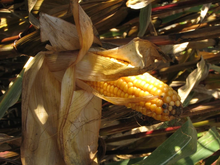 an ear of corn, growing on a stalk, with leaves in the background