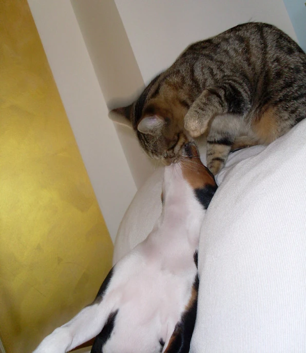 a brown and white cat laying on top of a black dog