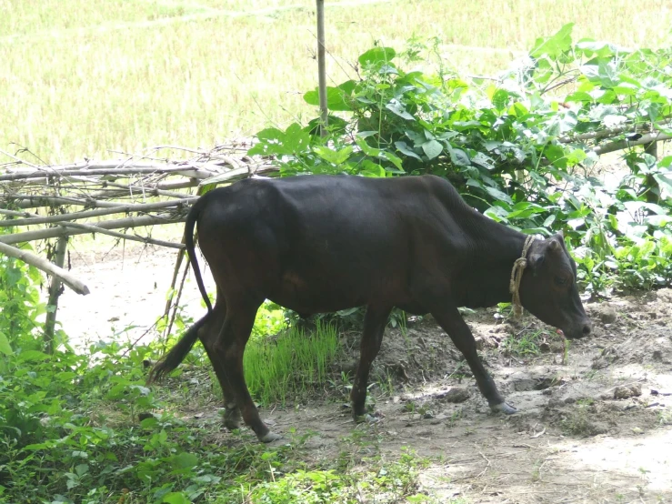 a brown cow walking down a dirt road next to green plants