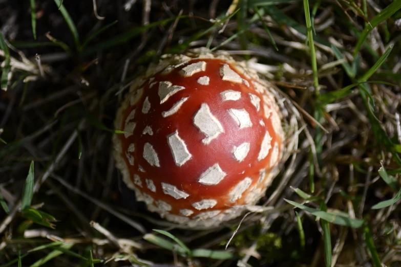 a decorative ball on some grass with only the top partially covered by it