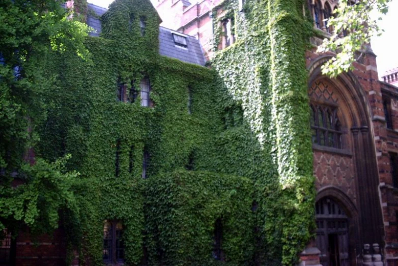 this is a po of some ivy growing up the side of a building