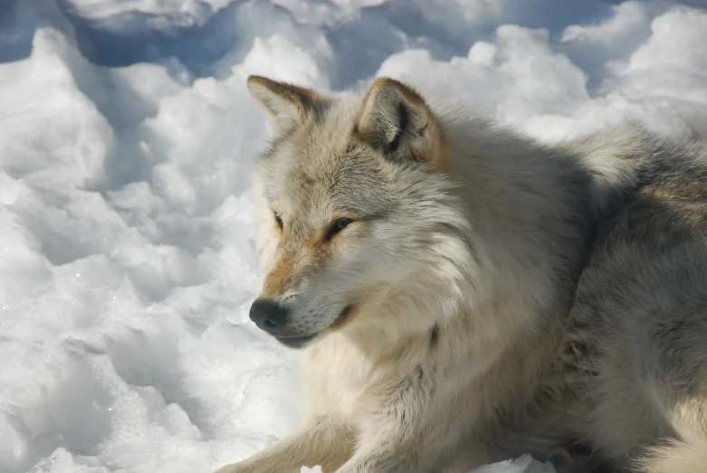 a wolf laying on the snow with its head in the air