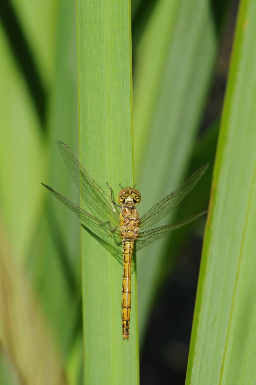 a large dragonfly perches on the end of a green plant