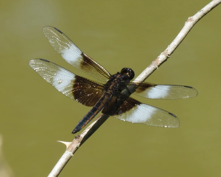 a black and blue dragonfly resting on top of a nch