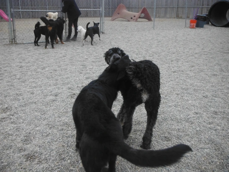 two dogs are fighting over one another in an open area