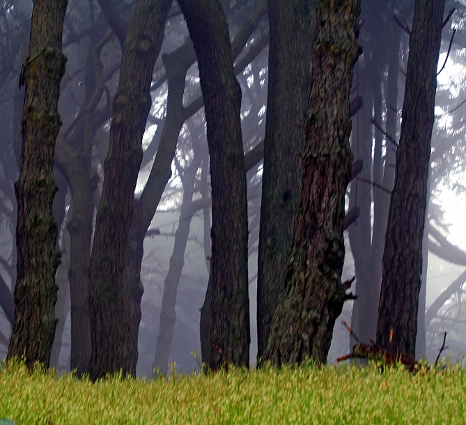 a white bench is in the grass near some trees