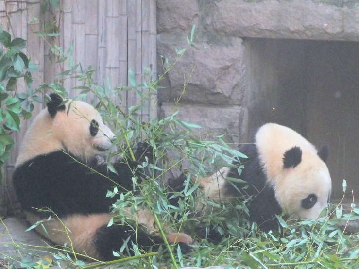 two panda bears in an enclosure with leaves
