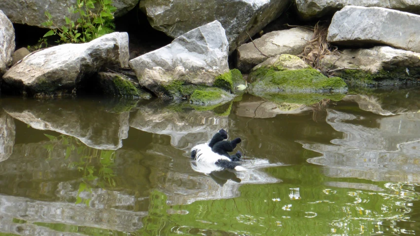 a small black and white duck swimming in a pond next to rocks