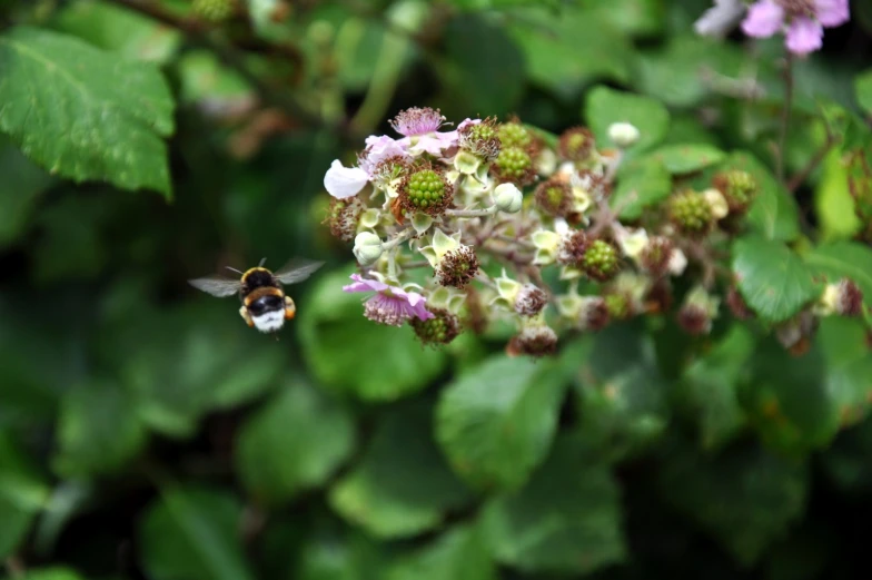 a bum on a flower that is full of honey