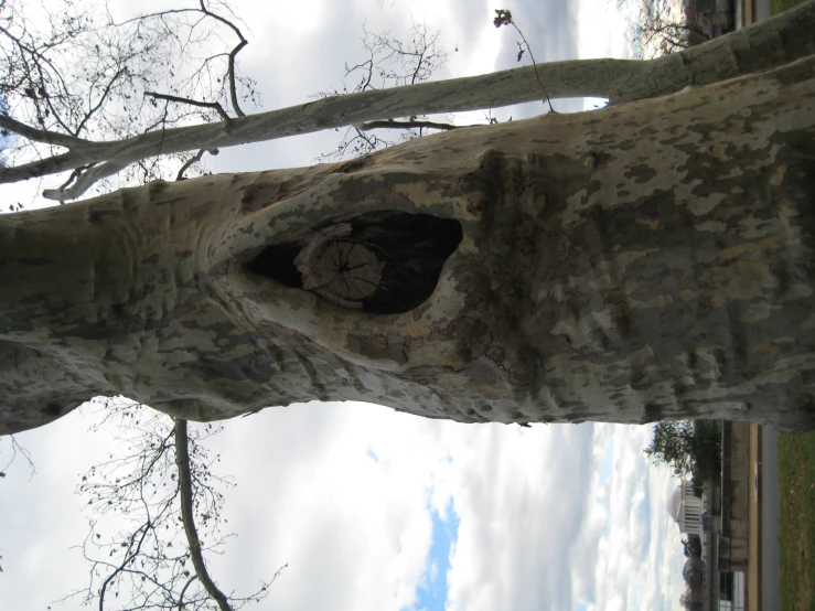 an older tree with a hole cut out for a clock