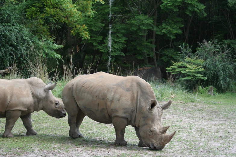 two rhinos grazing in grass beside trees