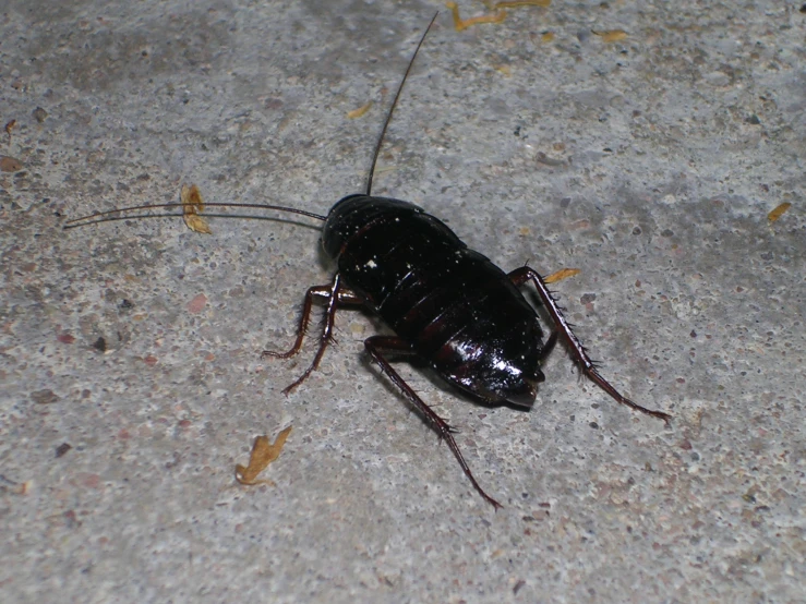 a close up of a cockroof on the concrete