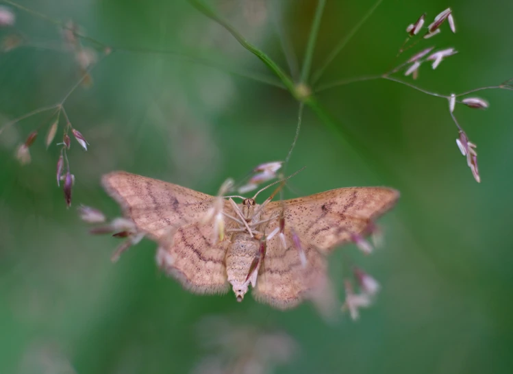 a close up of a very pretty brown insect