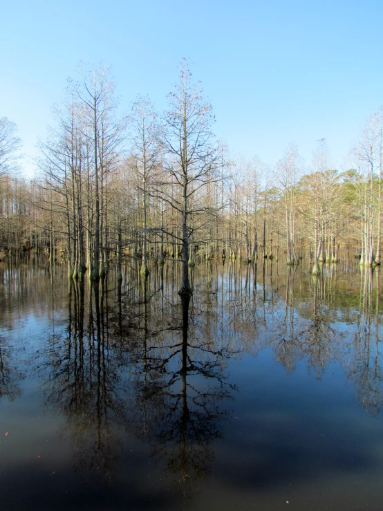 flooded tree forest in the middle of a swamp