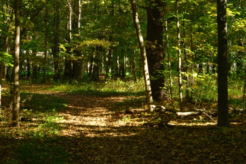 a trail surrounded by trees and leaves with no one on it