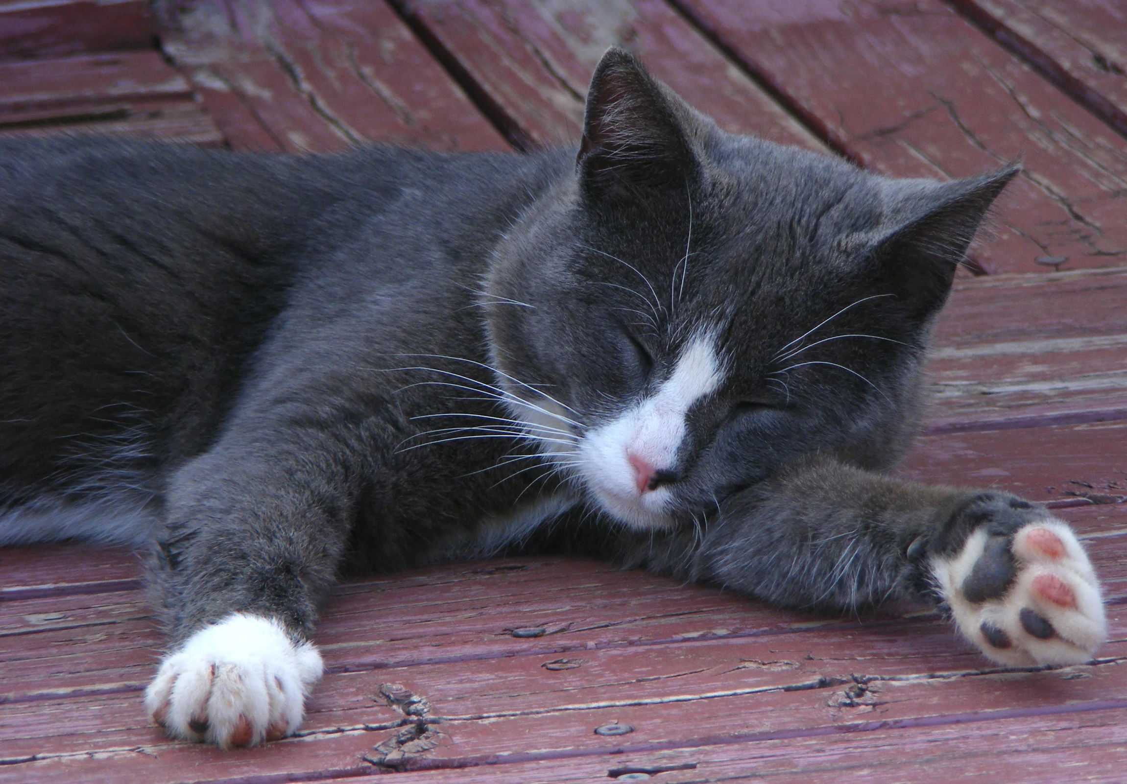 a grey and white cat laying on top of a wooden floor