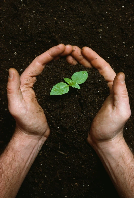 two hands cupping up with a small green plant in the middle