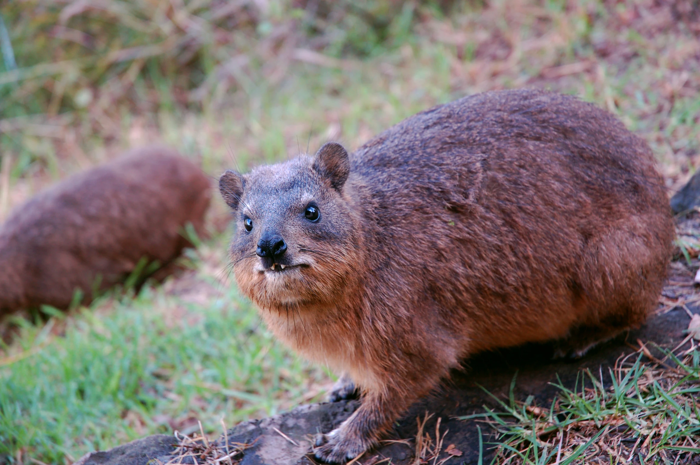 two beavers, one sitting, some looking at the camera