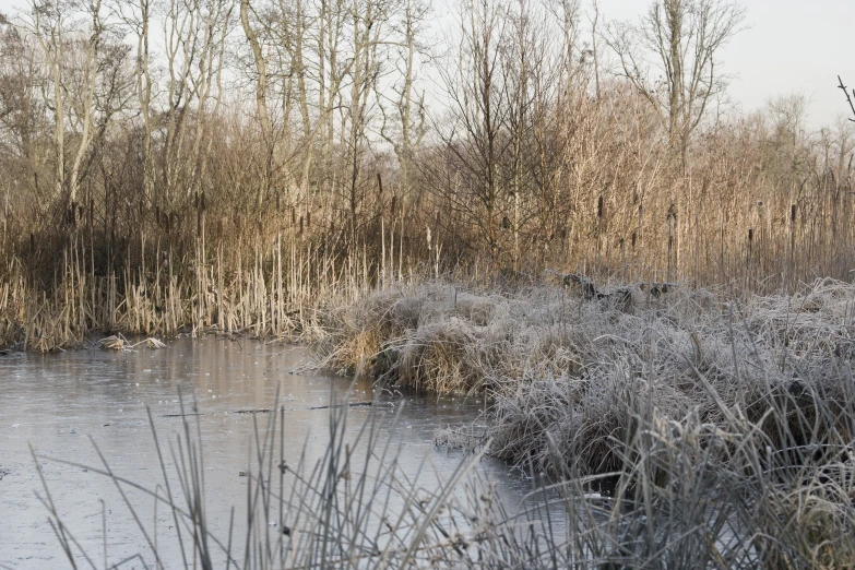 a small body of water with tall grass on both sides