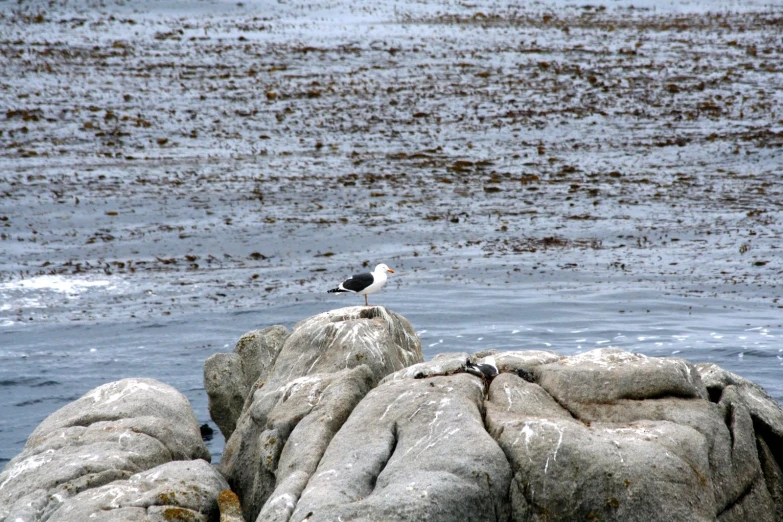 there is a small bird sitting on the rocks