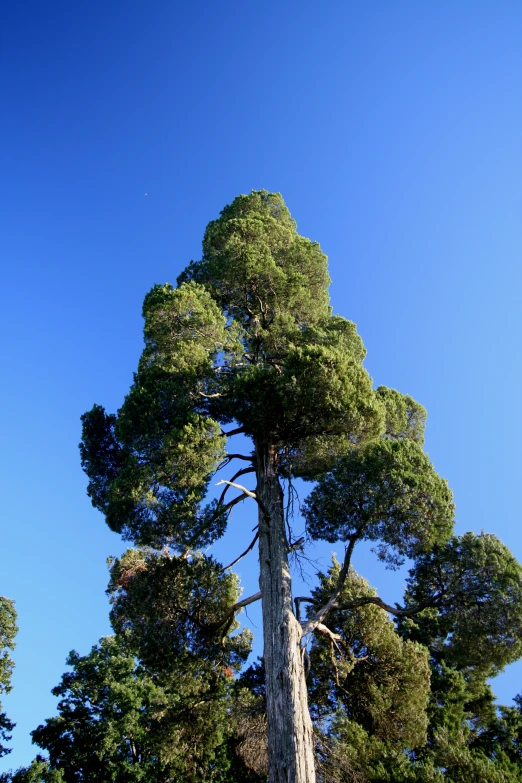 a group of trees near one another with blue sky