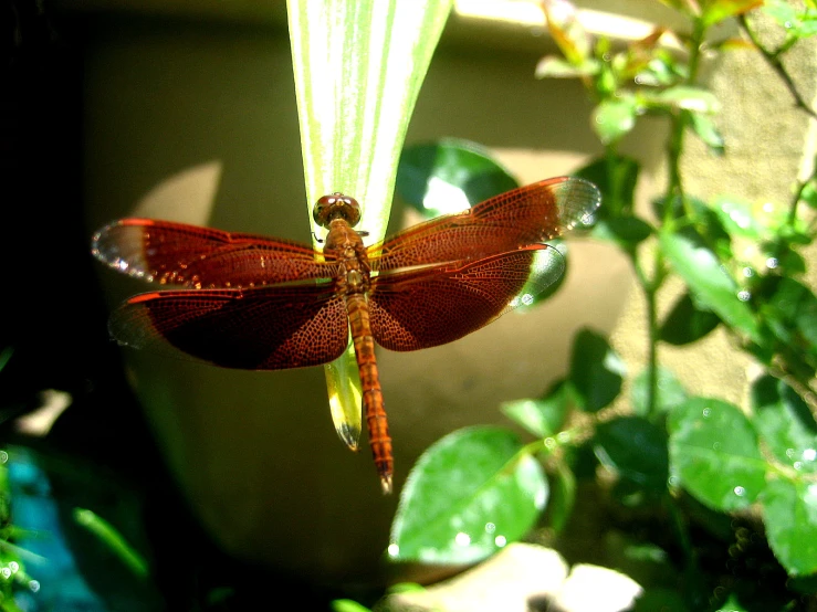 a red dragonfly with white wings perched on a plant