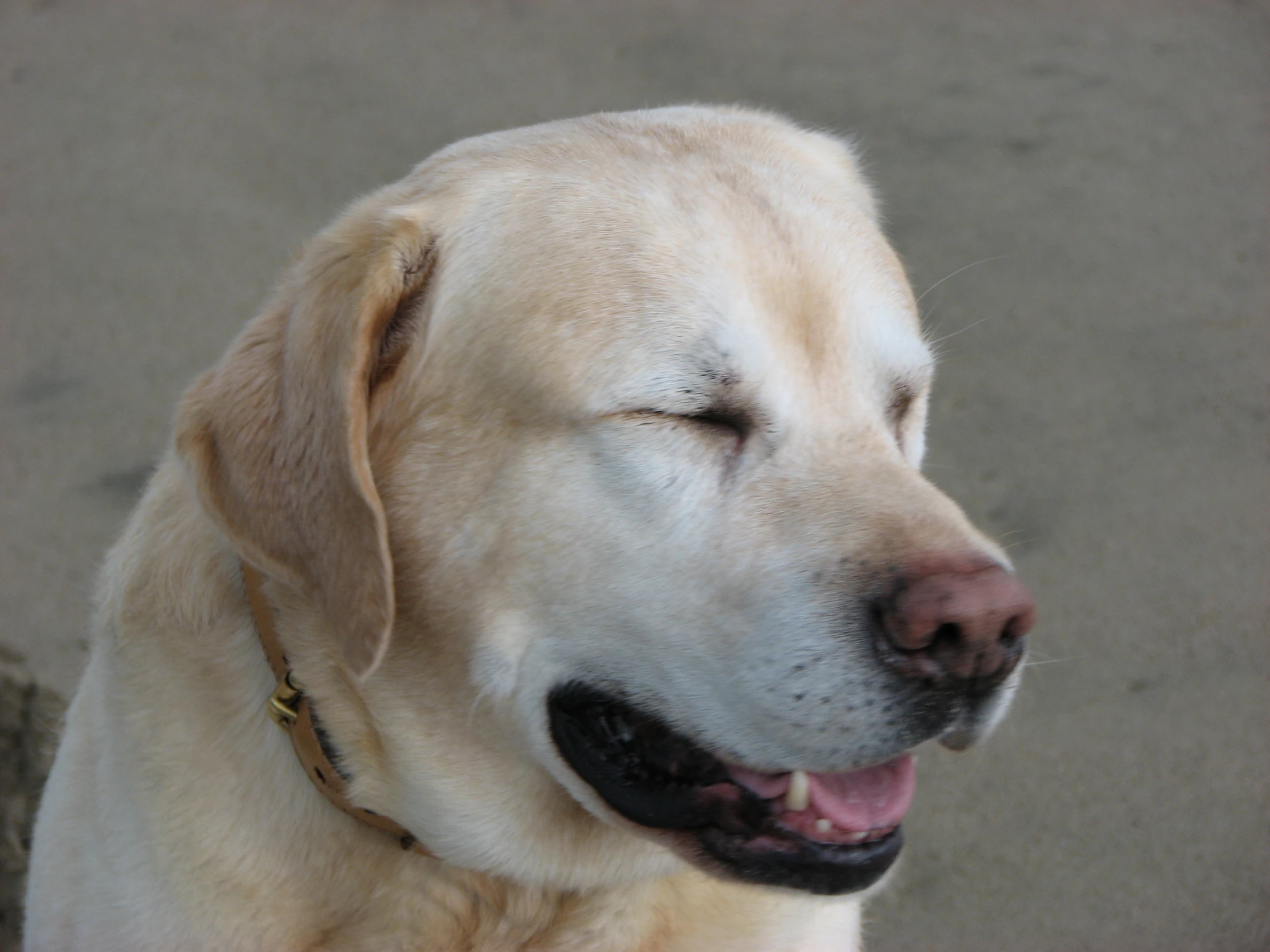 a large dog that is outside, in the day