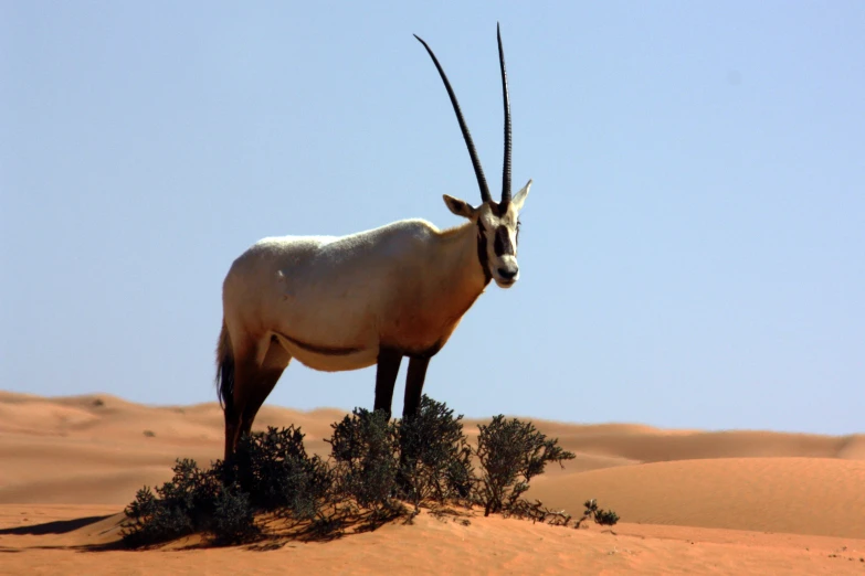 an antelope standing in the desert looking off to the side