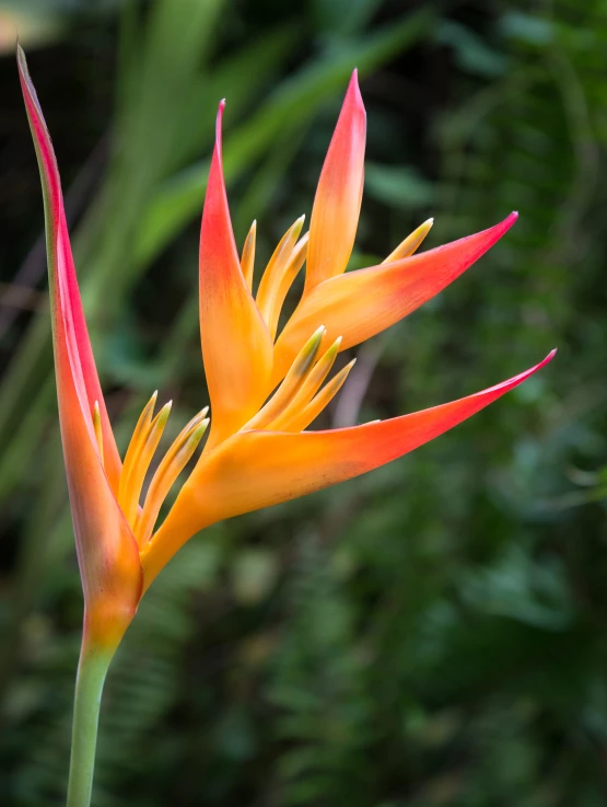 colorful orange and yellow flower with lots of green